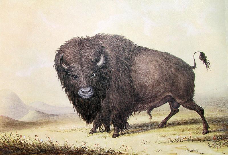 unknow artist George Catlin Bull Buffalo oil painting picture